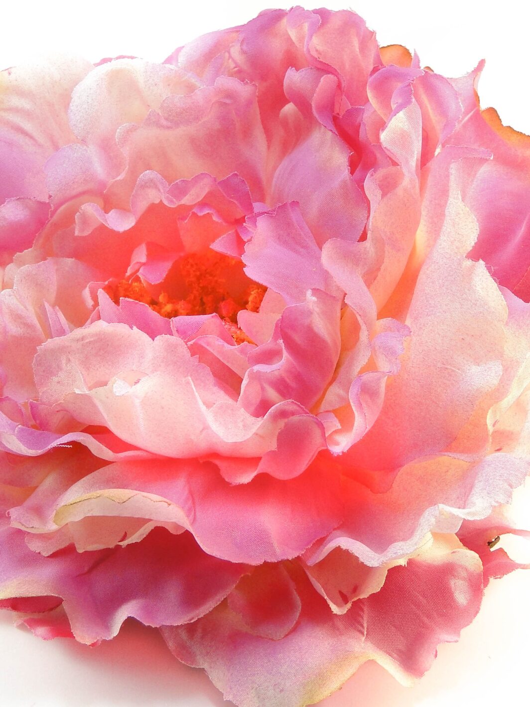 Peonia rosa empolvada grande